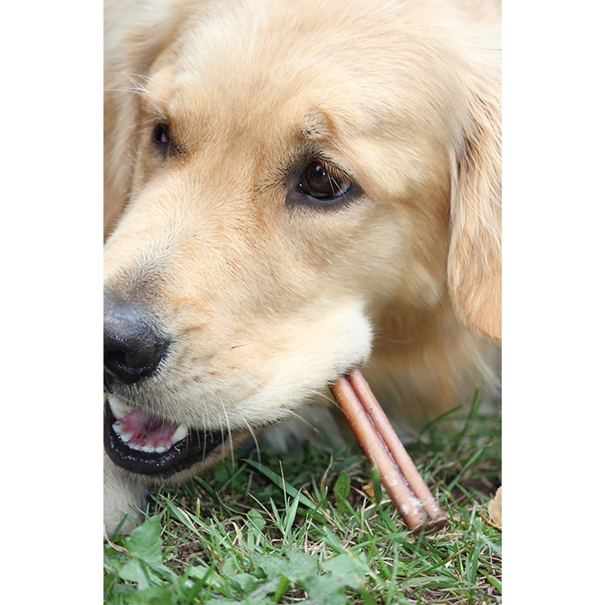 Odor Free Bully Sticks for Dogs - Regular 6", 10 Pack