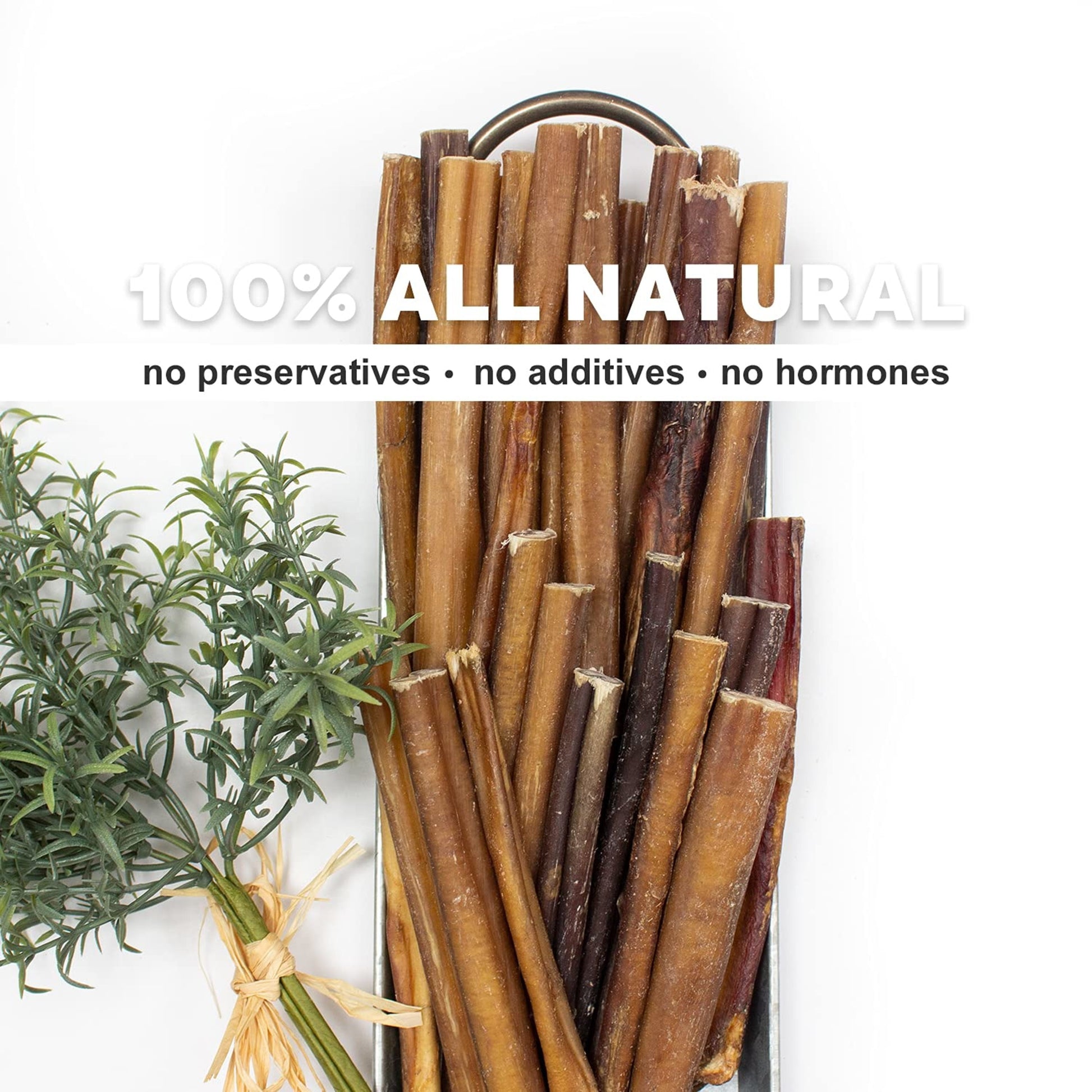 Odor Free Bully Sticks for Dogs - Regular 6", 10 Pack