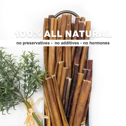 Odor Free Bully Sticks for Dogs - Regular 6", 10 Pack